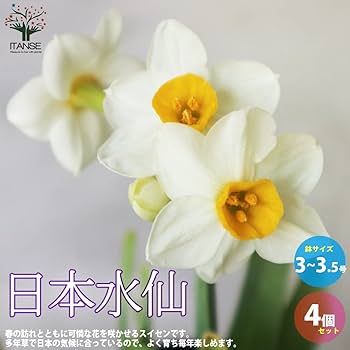 大棗「水仙」浅野 紫仙 作 水仙花 文化遺産オンライン